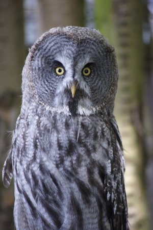 Great Grey Owl_1.jpg